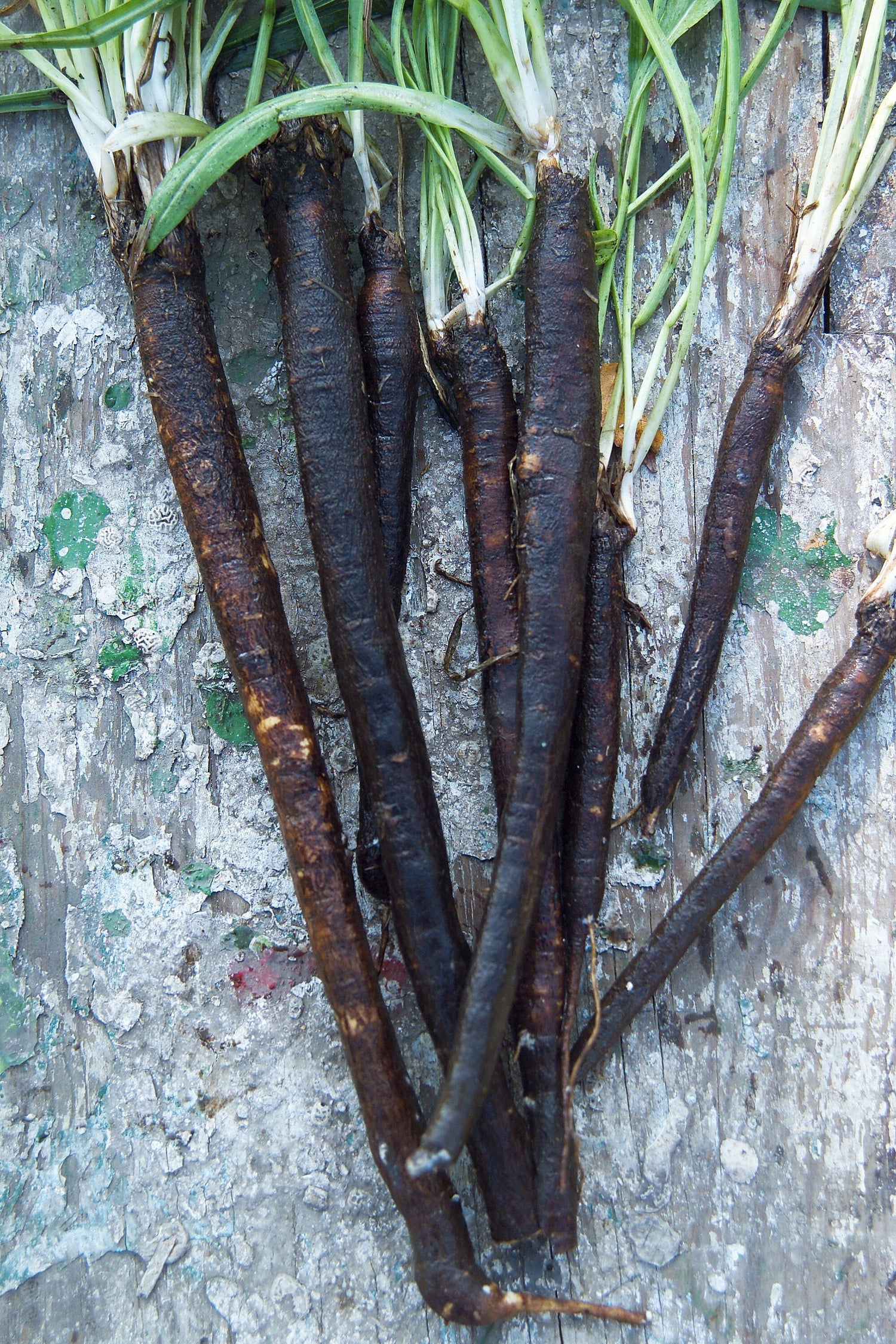 Black Salsify - Black Oyster Plant/Scorzonera