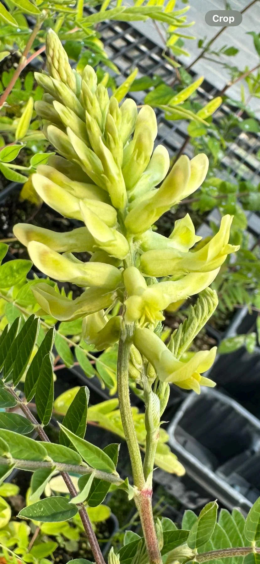 Astragalus canadensis Canada Milk Vetch