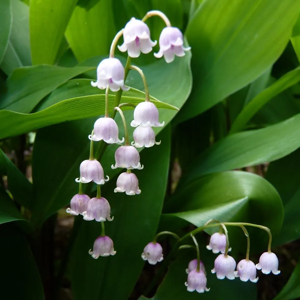 Rare Pink Lily of the Valley Seeds – Convallaria majalis Perennial
