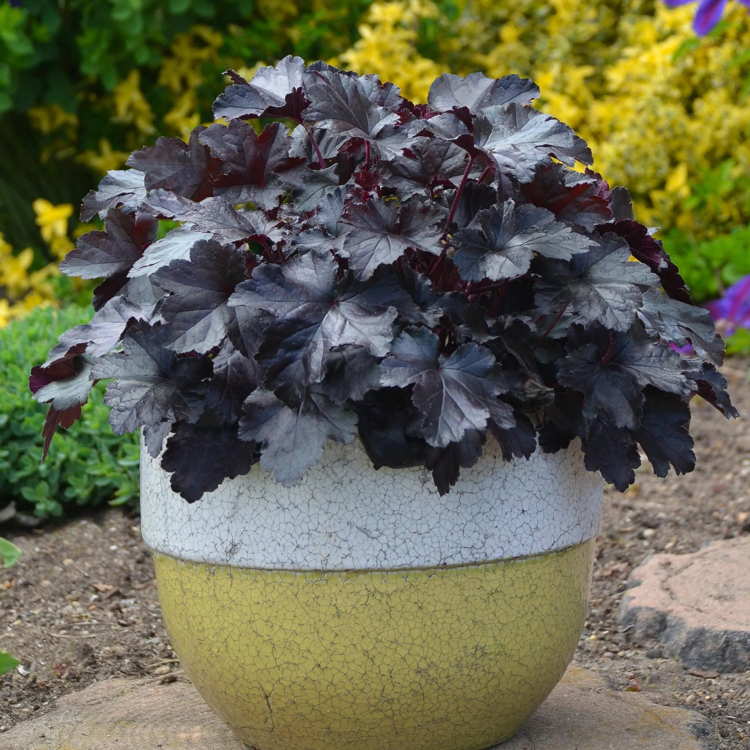 Heuchera Plant Seeds