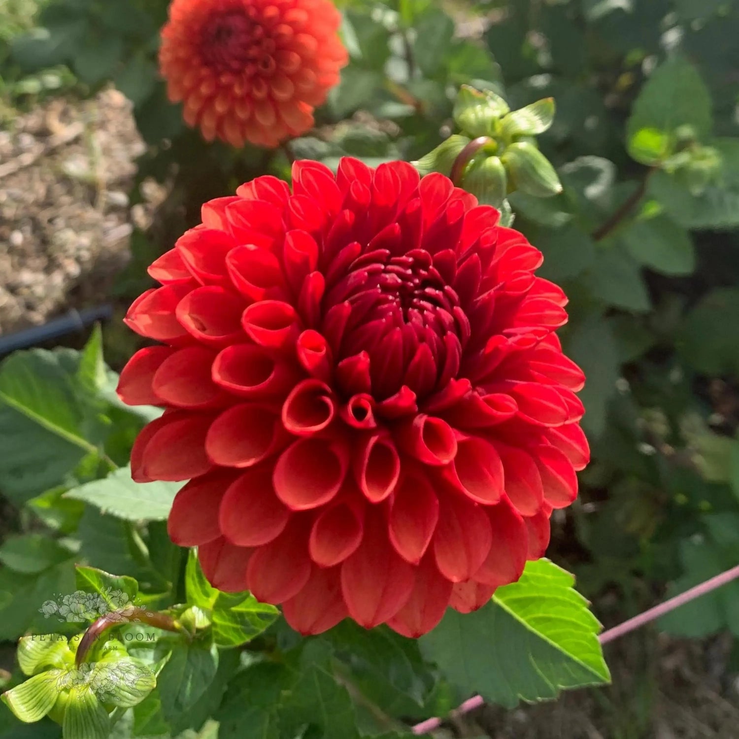 All That Jazz Perennial Dahlia Seeds D003 – Heirloom, Non-GMO, High Germination Organic Garden Seeds