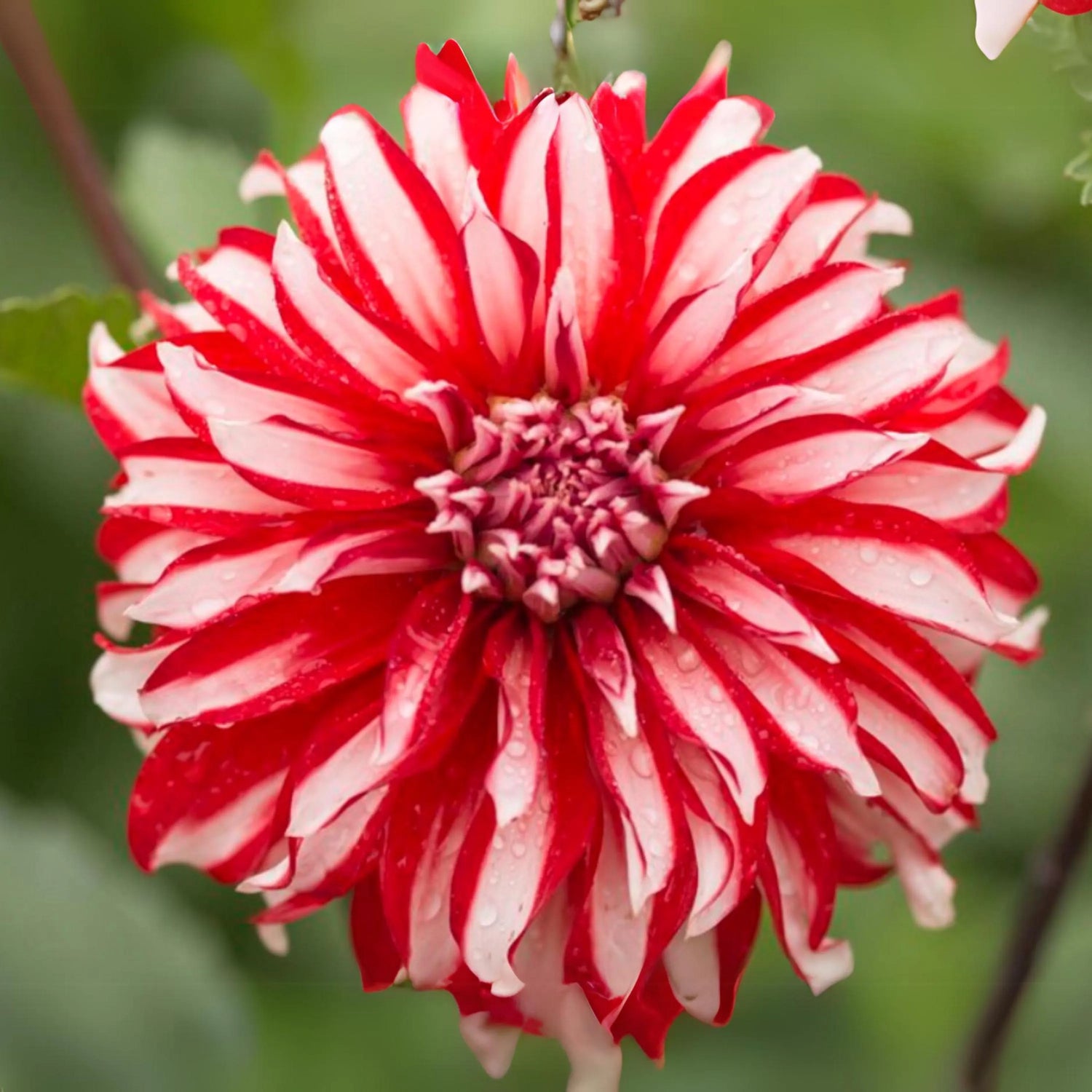 Santa Claus Perennial Dahlia Seeds D071 – Heirloom, Non-GMO, High Germination Organic Garden Seeds