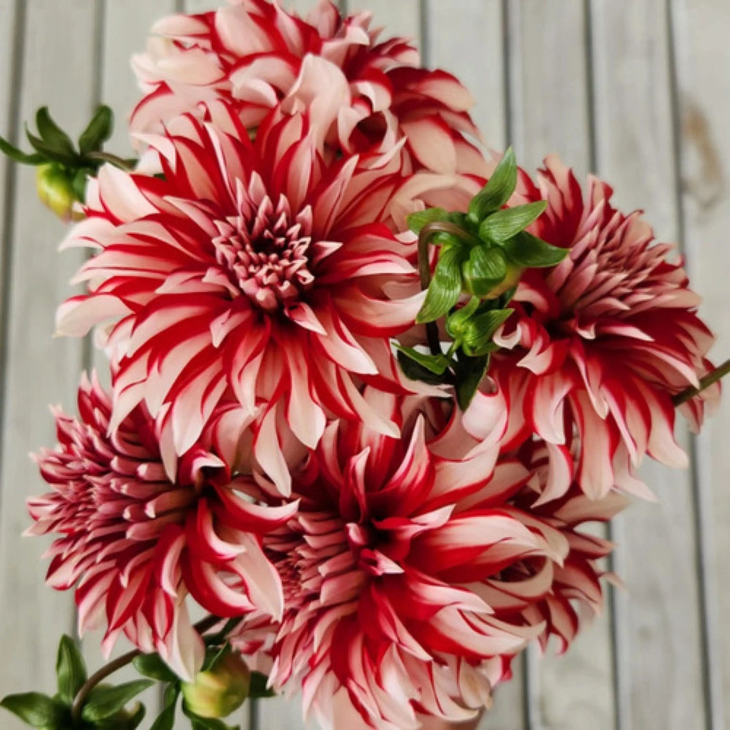 Santa Claus Perennial Dahlia Seeds D071 – Heirloom, Non-GMO, High Germination Organic Garden Seeds