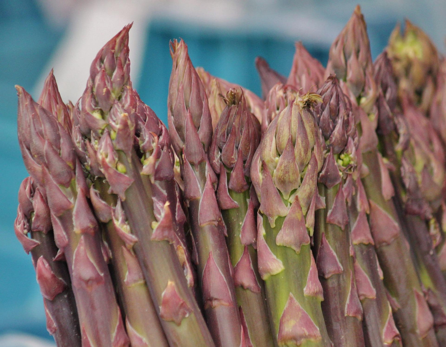 Asparago Vegetable Seeds for Planting