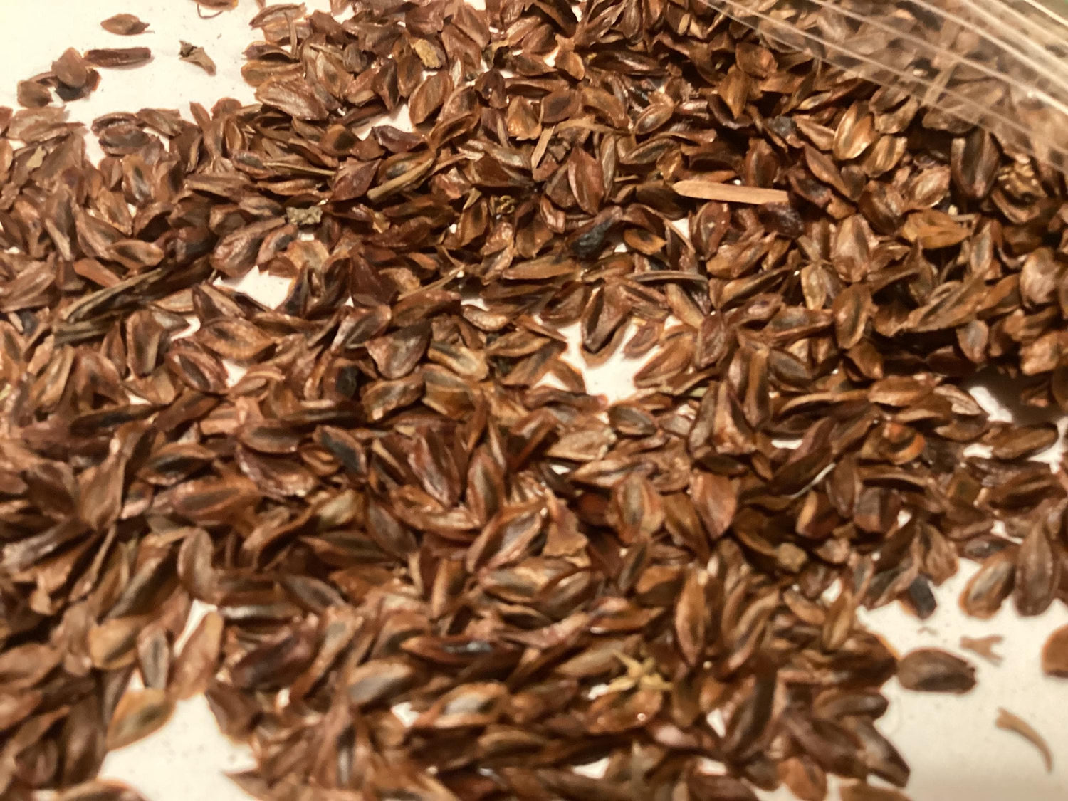 Green Cryptomeria Seeds for Planting heirloom & Non-GMO Seeds