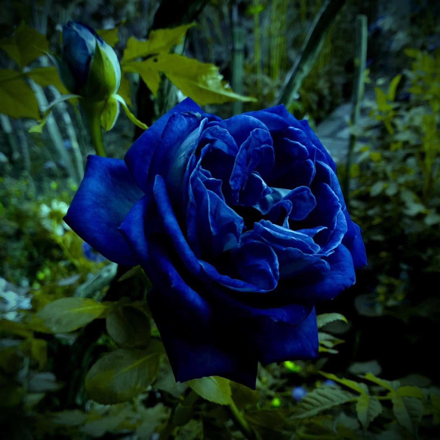 Supreme Rose Bush Flower Seeds for Planting – Heirloom, Non-GMO Garden Seeds
