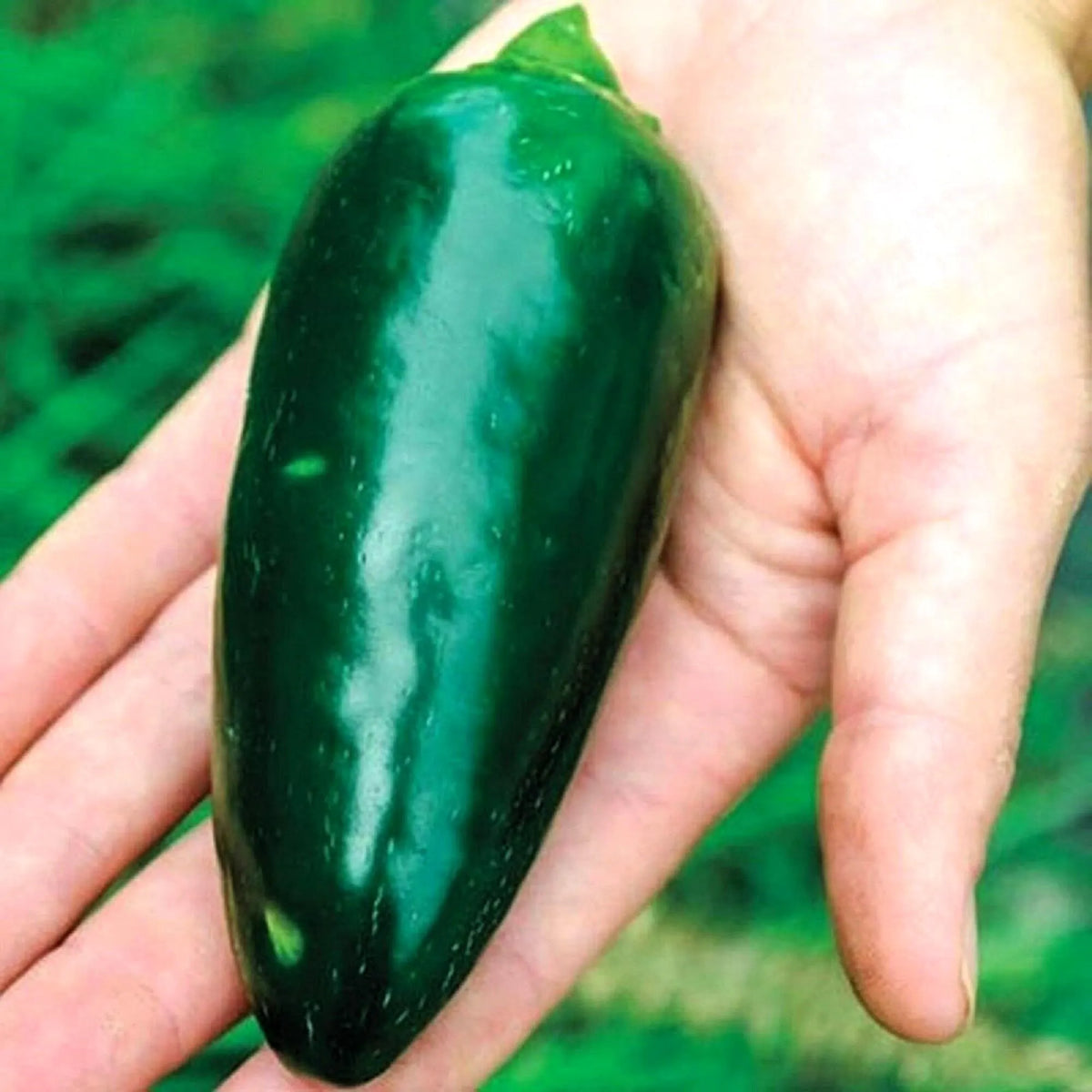 Coolapeno Heatless Jalapeno Pepper Seeds – Heirloom, Non-GMO, High Germination Organic Garden Seeds