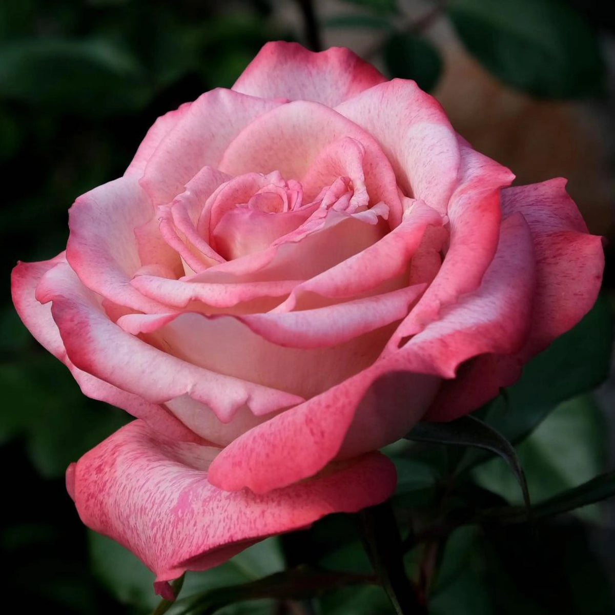 Pink Rose Bush Flower Seeds for Perennial Garden Borders and Flower Planting