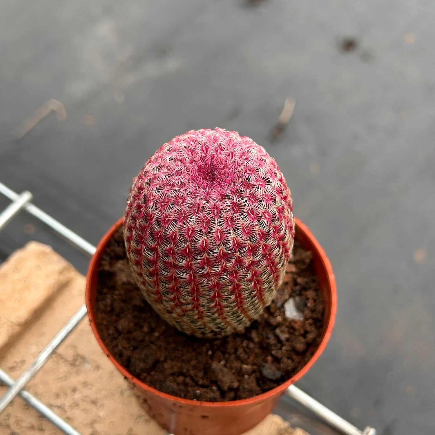 Red Echinocereus Russanthus Cactus Seeds for Planting Rare Succulent Variety, Drought-Tolerant & Hardy