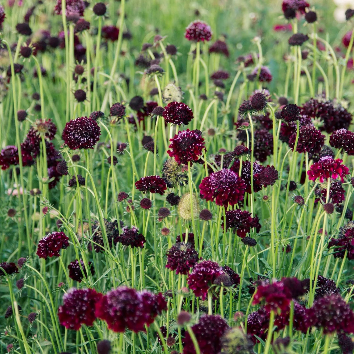 Scabiosa Night and Day Flower Seeds – Unique Dual-Tone Blooms