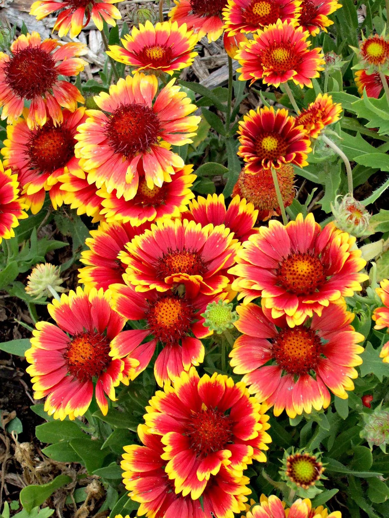 Blanket Flower Seeds - Dwarf Goblin