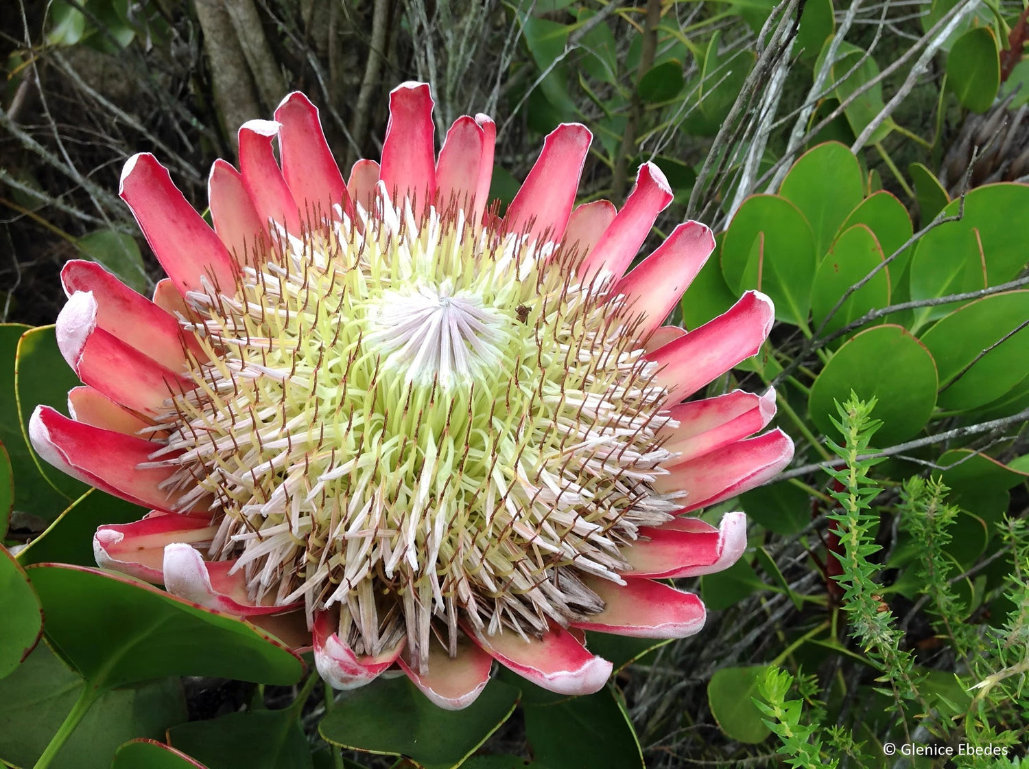 Organic Pink White Protea Flower Seeds for Planting – Heirloom, Non-GMO seeds for planting in home garden
