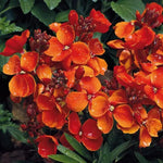 Orange Utricularia Flower Seeds for Planting - NON GMO Seeds Dhara Seeds