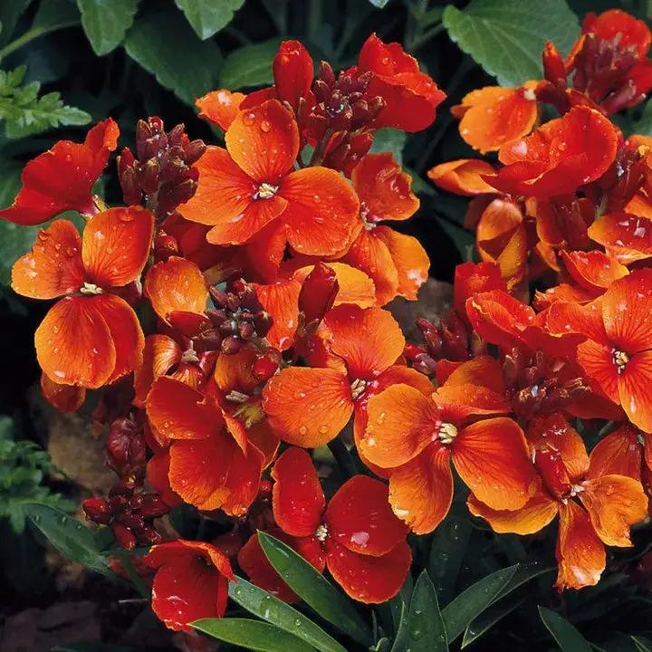 Orange Utricularia Flower Seeds for Planting - NON GMO Seeds Dhara Seeds