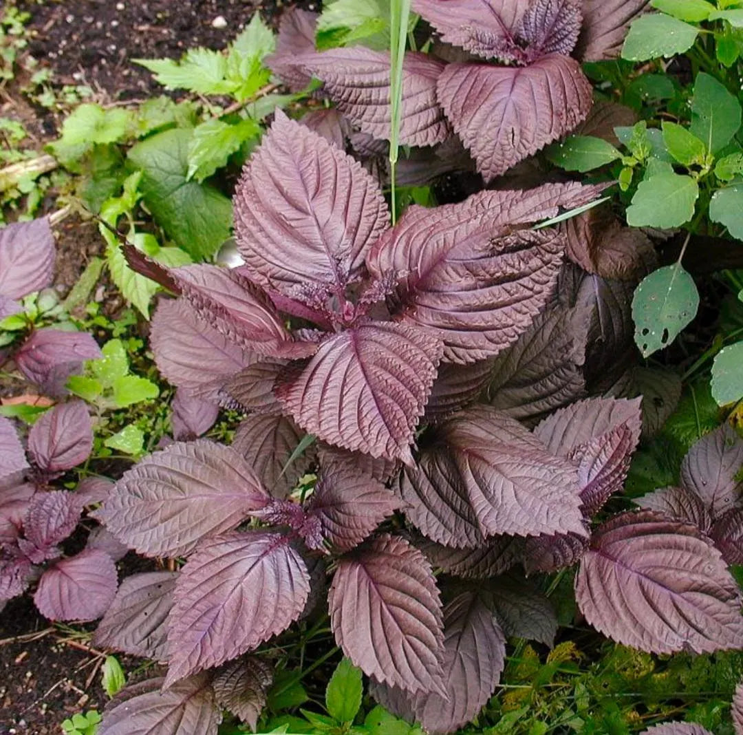 Organic Bicolor Perilla Shiso Seeds for Aromatic and Flavorful Gardens – Fresh Herb for Your Garden