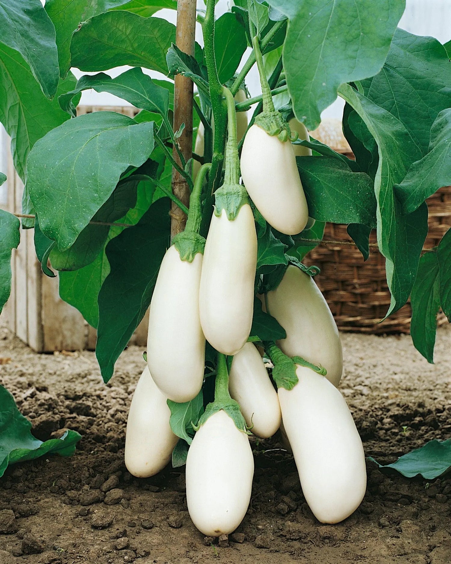 White Star Hybrid Eggplant Seeds | Long White Mild Eggplants – Heirloom, Non-GMO, High Germination Organic Garden Seeds