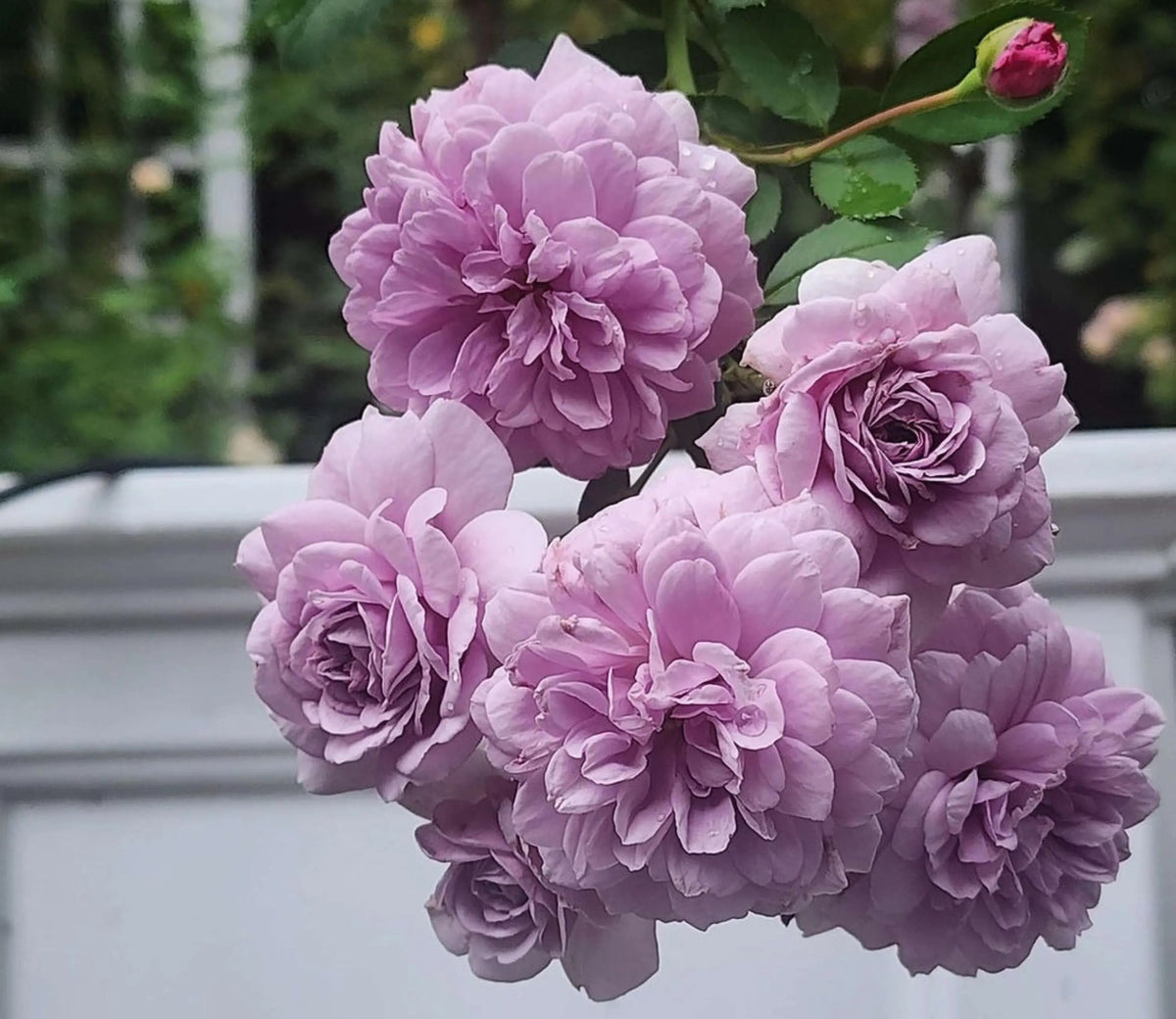 Rainy Blue Perennial Rose Seeds – Heirloom, Non-GMO, High Germination Organic Garden Seeds