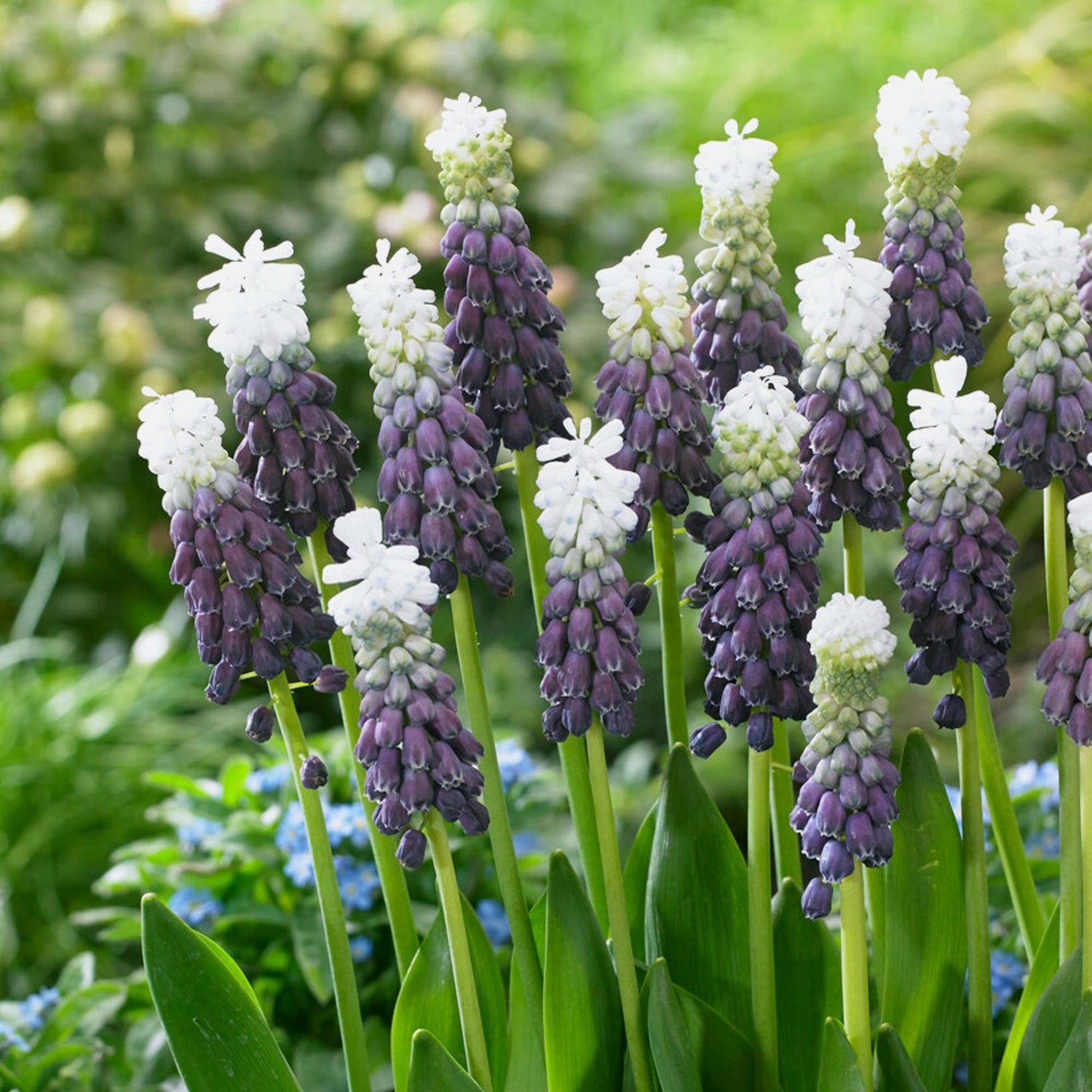 Grape Hyacinth Bulbs (Muscari) - Delft Blue Mix