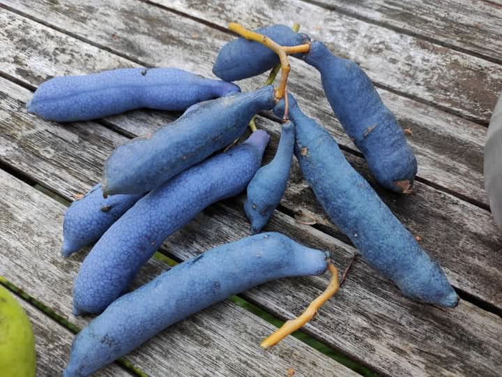 Sky Blue Cucumber Vegetable Seeds for Planting, heirloom & Non-GMO Seeds