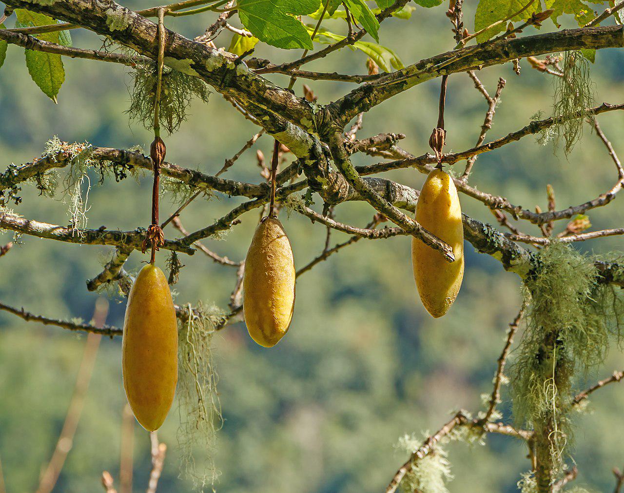 Bulk Passiflora Seeds Banana Passion Fruit Seeds