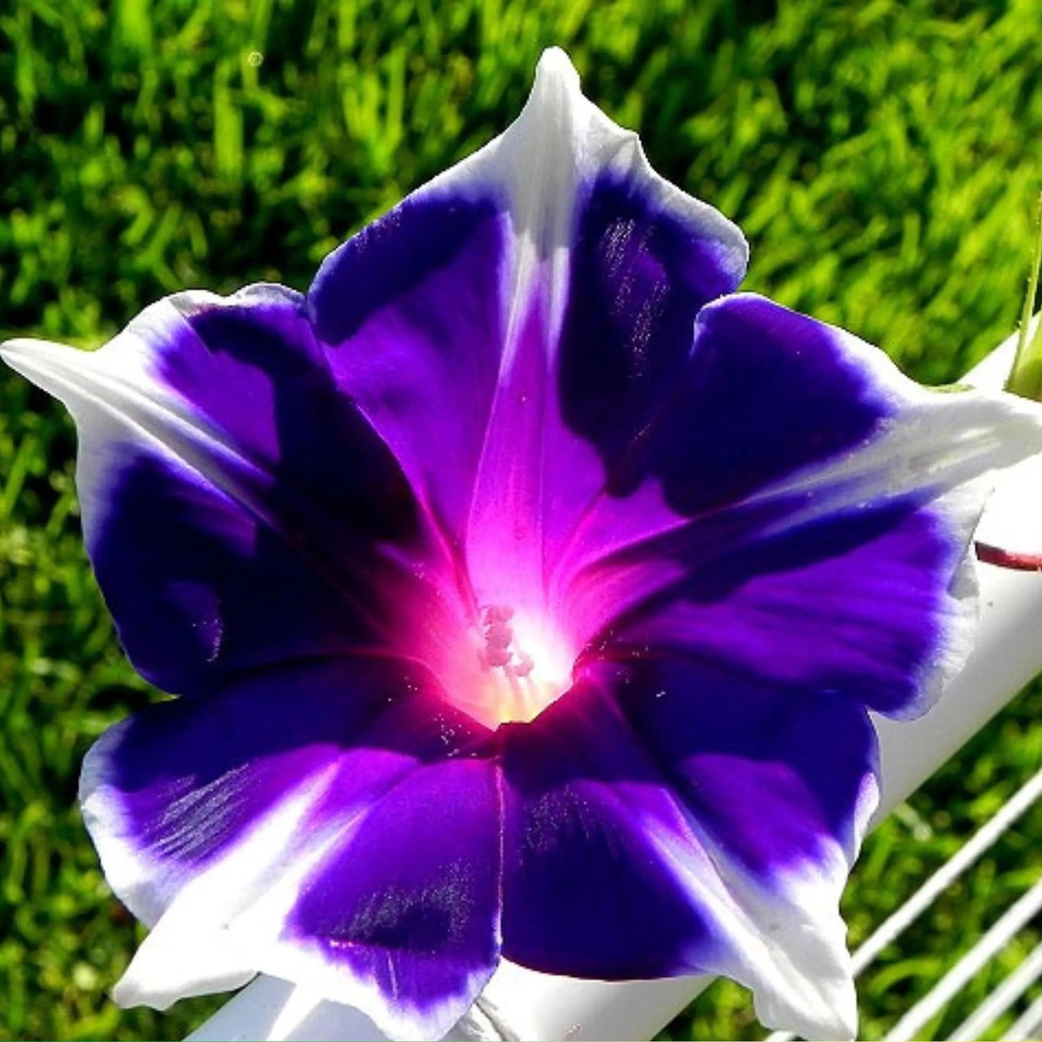 Perennial Morning Glory Seeds