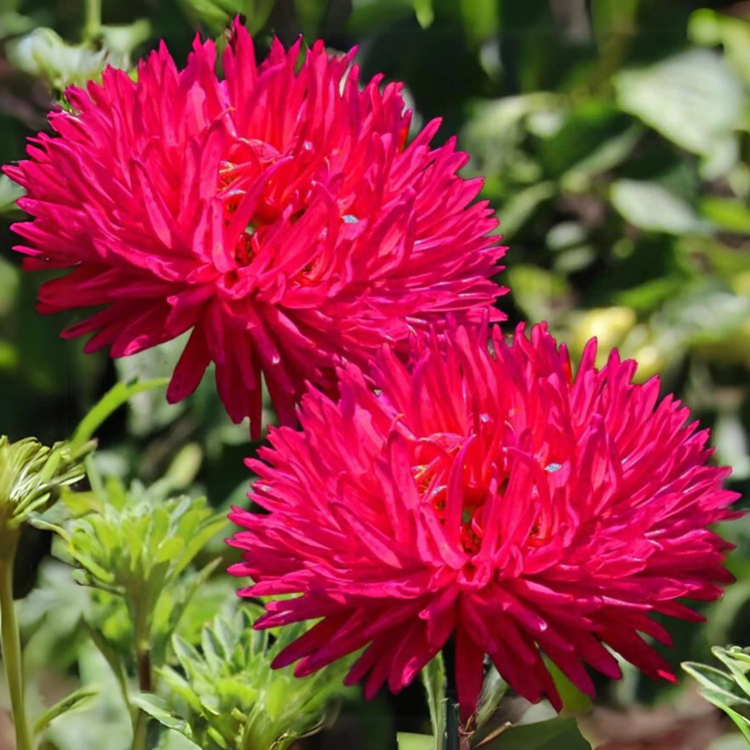 Red Double Gremlin Aster Flower Seeds – Showy, Full Blooms with Dramatic Red Tones