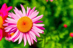 Pink Robinsons Flower Seeds for Planting - NON GMO Seeds for planting in home garden