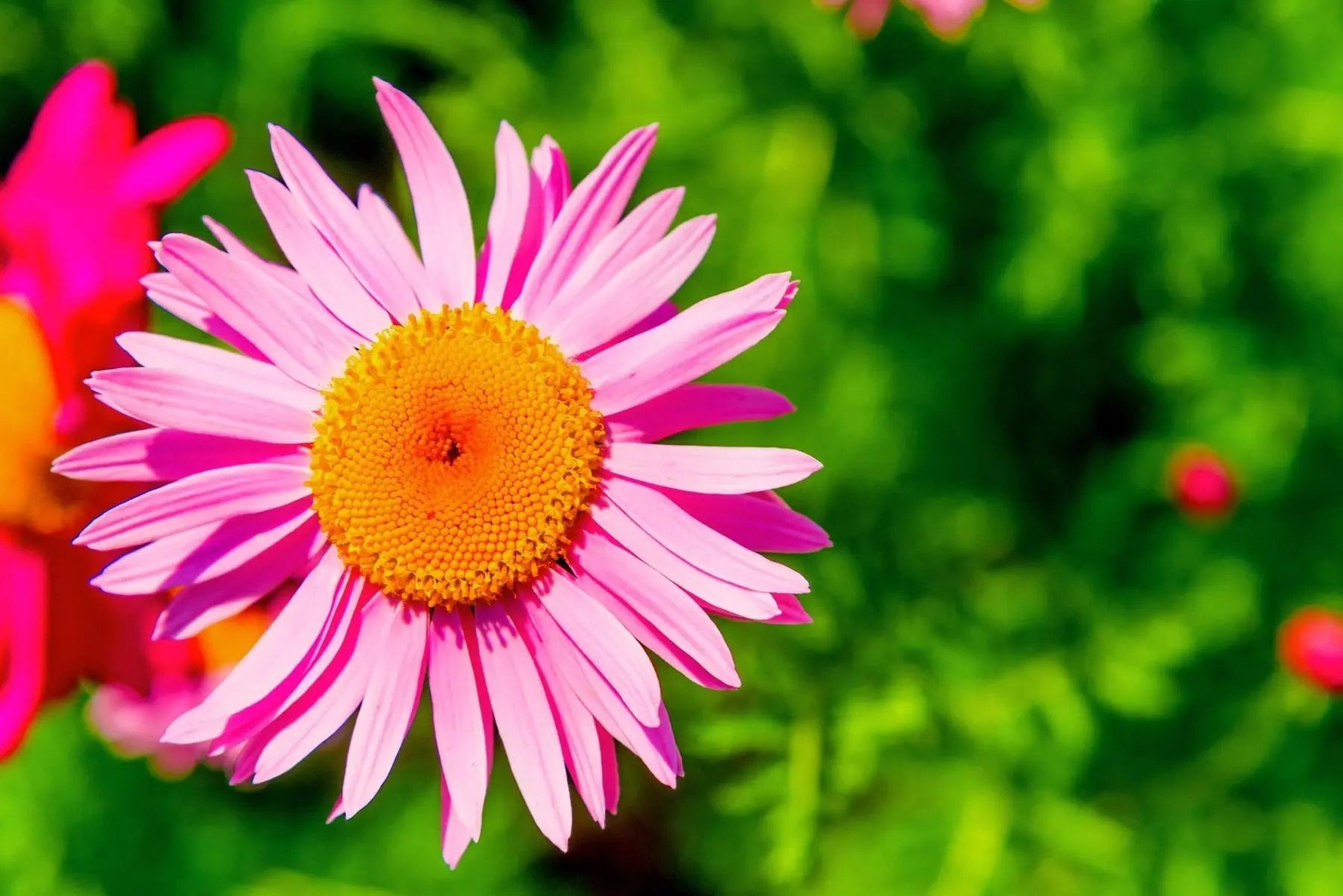 Pink Robinsons Flower Seeds for Planting - NON GMO Seeds for planting in home garden