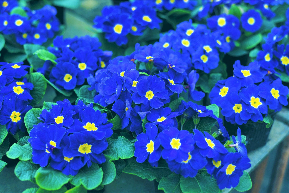 Heirloom Non-GMO Blue Yellow Primrose Flower Seeds for Garden Planting – Early Blooming Beauties for planting in your garden.