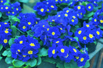Heirloom Non-GMO Blue Yellow Primrose Flower Seeds for Garden Planting – Early Blooming Beauties for planting in your garden.