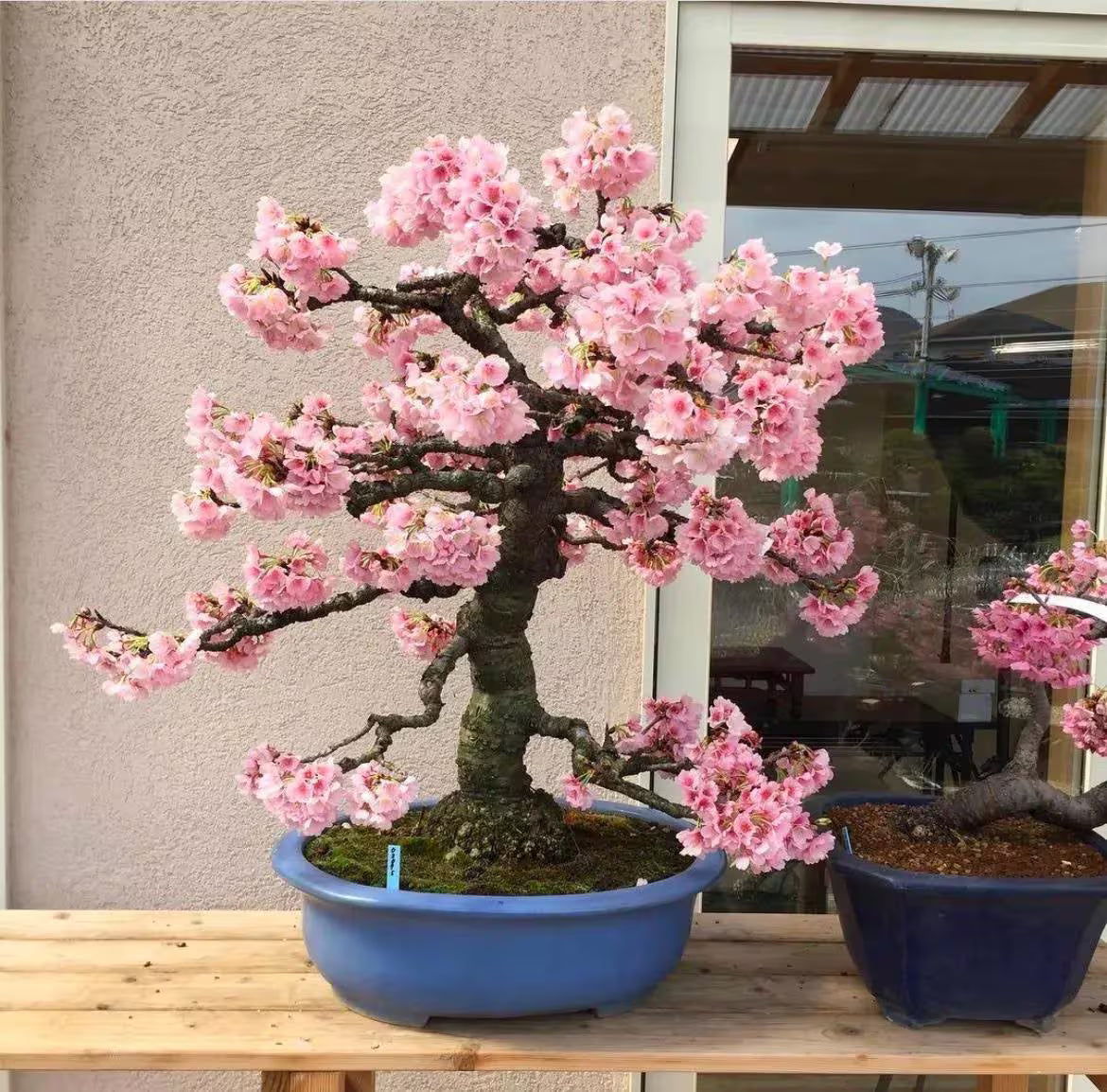 Dwarf Sakura Prunus serrulata cherry blossom tree seeds for small home garden planting