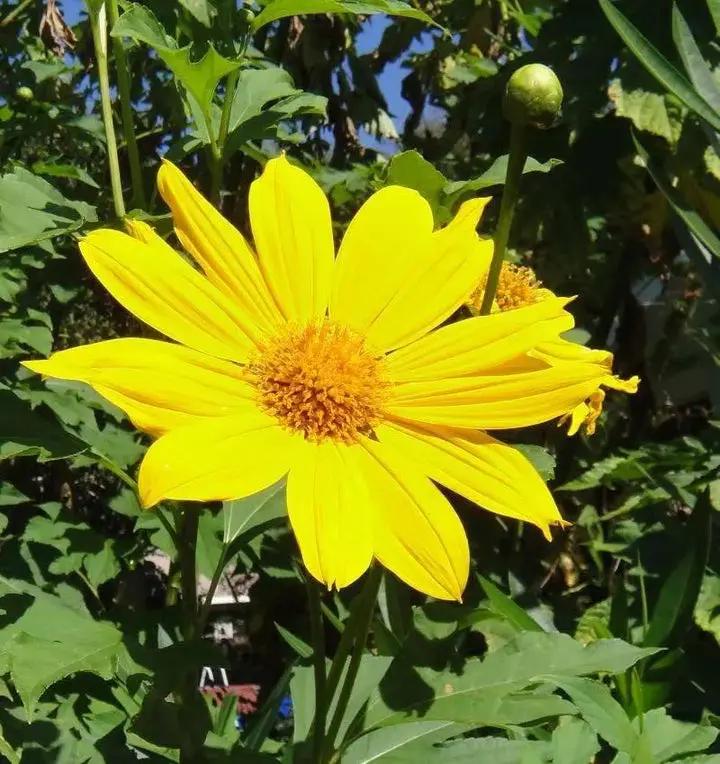 Yellow Torch Mexican Tithonia Sunflower Seeds for Planting – Bright Blooms for Pollinator Gardens Dhara Seeds