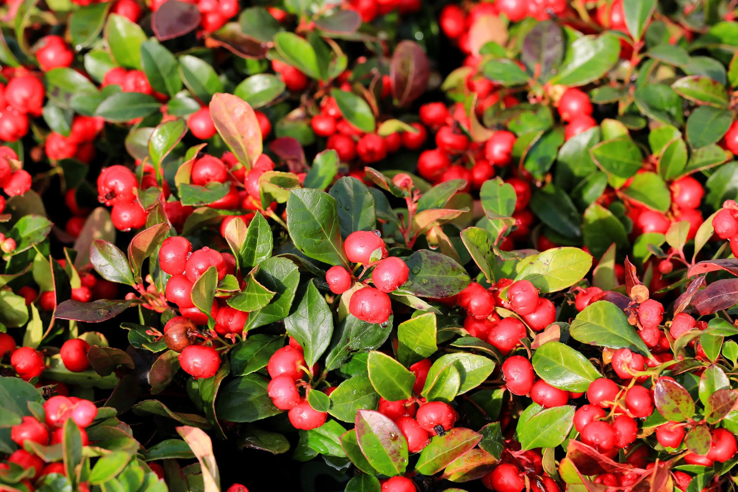 Green Gaultheria Seeds for Planting