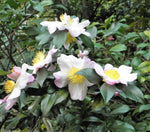 Camellia Sinensis Plant Seeds – Heirloom Non-GMO Green Tea Herb Seeds for Home Growing seeds for planting in home garden