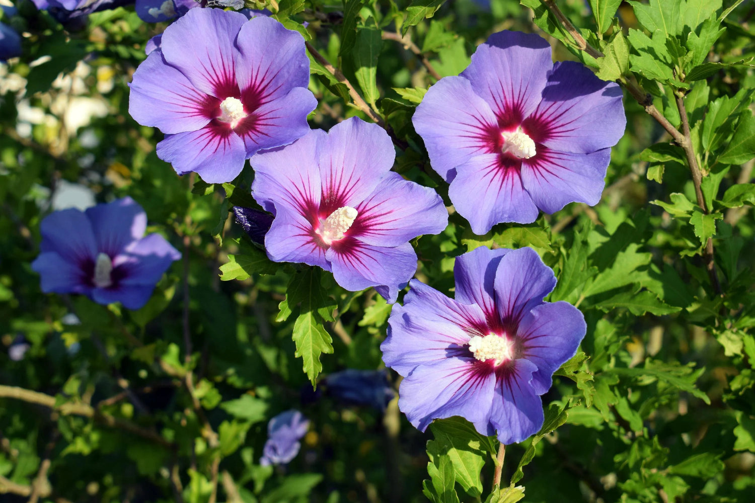 Rose of Sharon Hibiscus syriacus "Doppel Blau", Beautiful Flower Seeds for Gardening your Back Yard Space