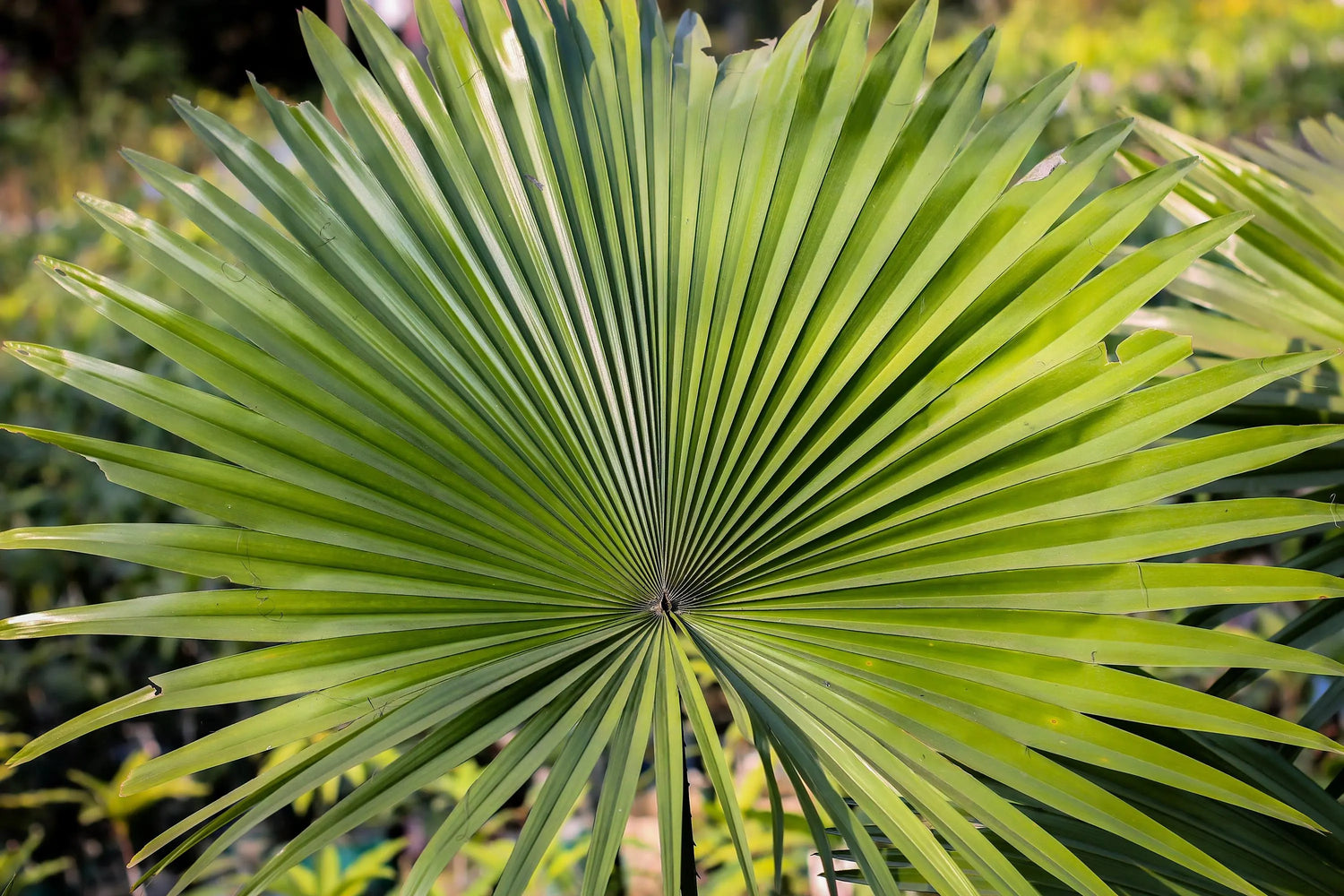 Green Serenoa Plant Seeds for Planting heirloom & Non-GMO Seeds
