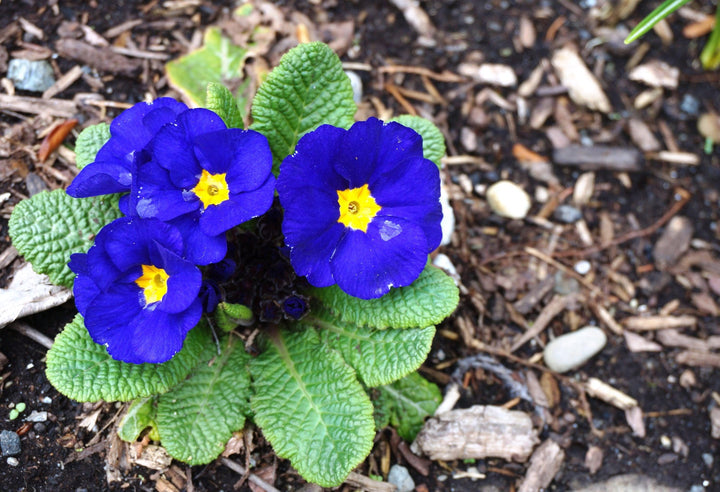Heirloom Non-GMO Blue Yellow Primrose Flower Seeds for Garden Planting – Early Blooming Beauties