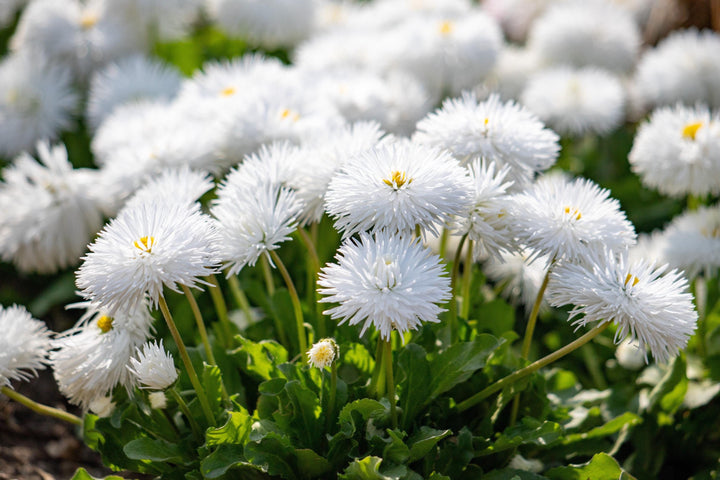 White Bellis Flower Seeds for Planting, 100
