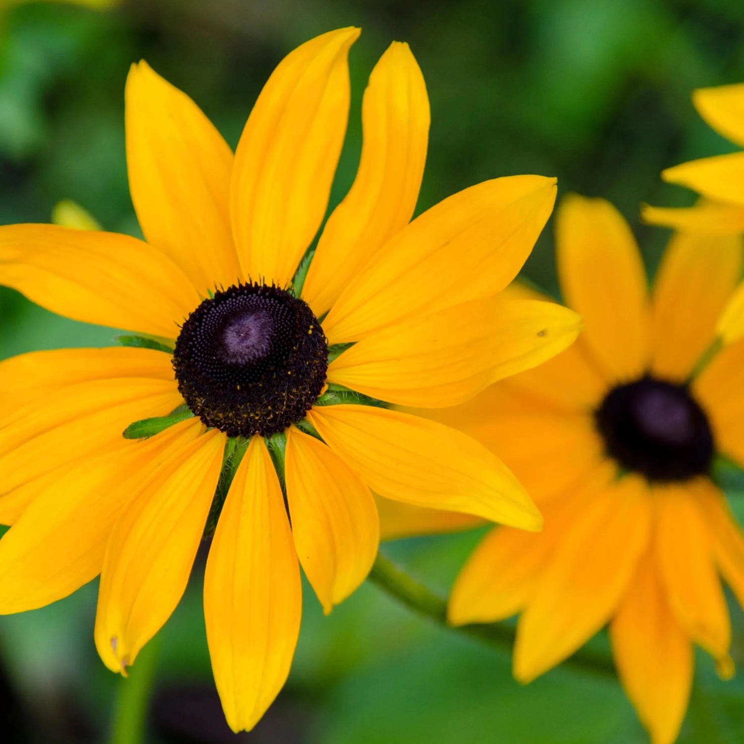 Sweet Black Eyed Susan Wildflower Seeds - Everwilde Farms Mylar Seed – Heirloom, Non-GMO, High Germination Organic Garden Seeds