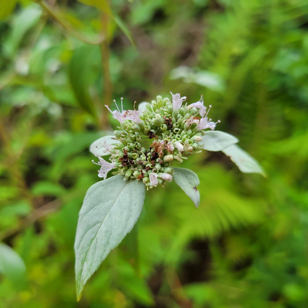 Army Green Mountn Mint Plant Seeds for Garden Groundcover and Flavor – Fresh Herb for Your Garden