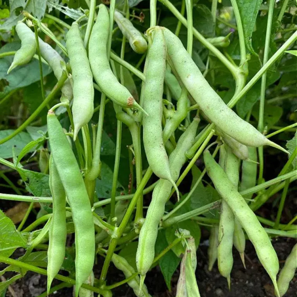 Black Turtle Pole Bean Vegetable Seeds for Planting heirloom & Non-GMO Seeds