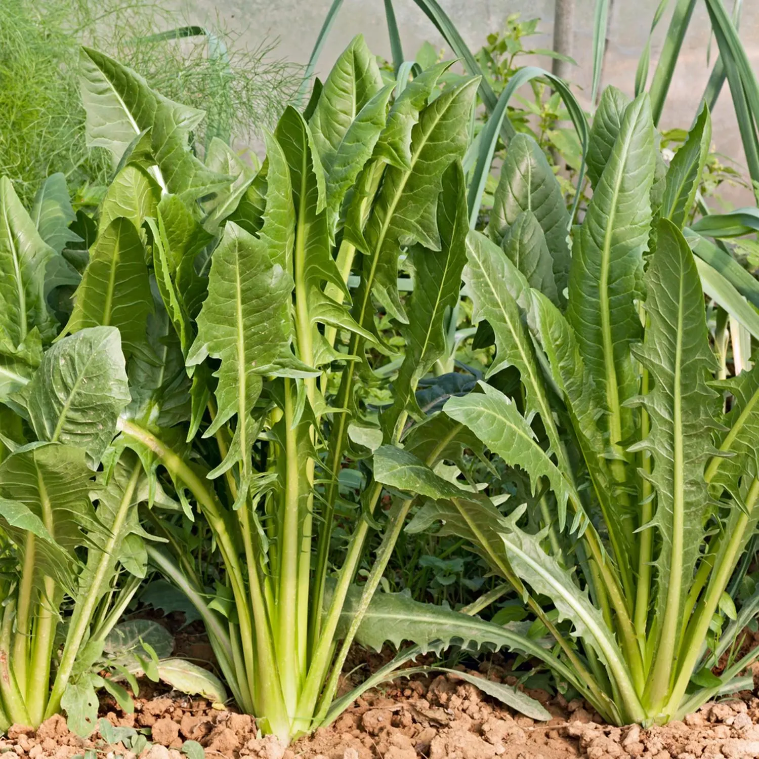 Cicoria Vegetable Seeds for Planting heirloom & Non-GMO Seeds