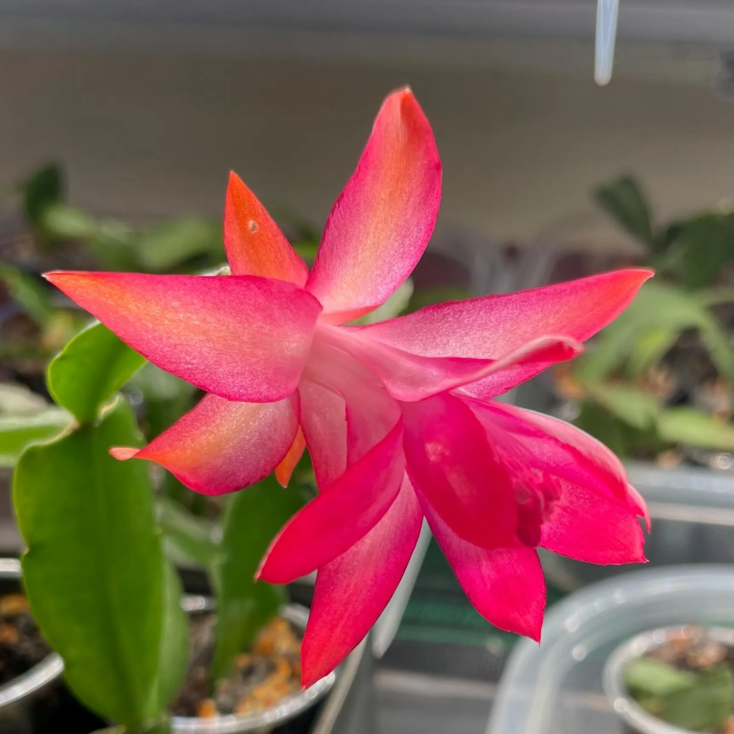 Heirloom Non-GMO Purple White Schlumbergera Plant Seeds for Garden Planting – Festive Cactus Blooms