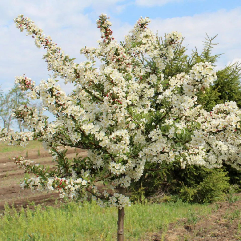 Sargent s Crabapple Tree Premium Seeds Malus sargentii Fall Plants – Heirloom, Non-GMO, High Germination Organic Garden Seeds