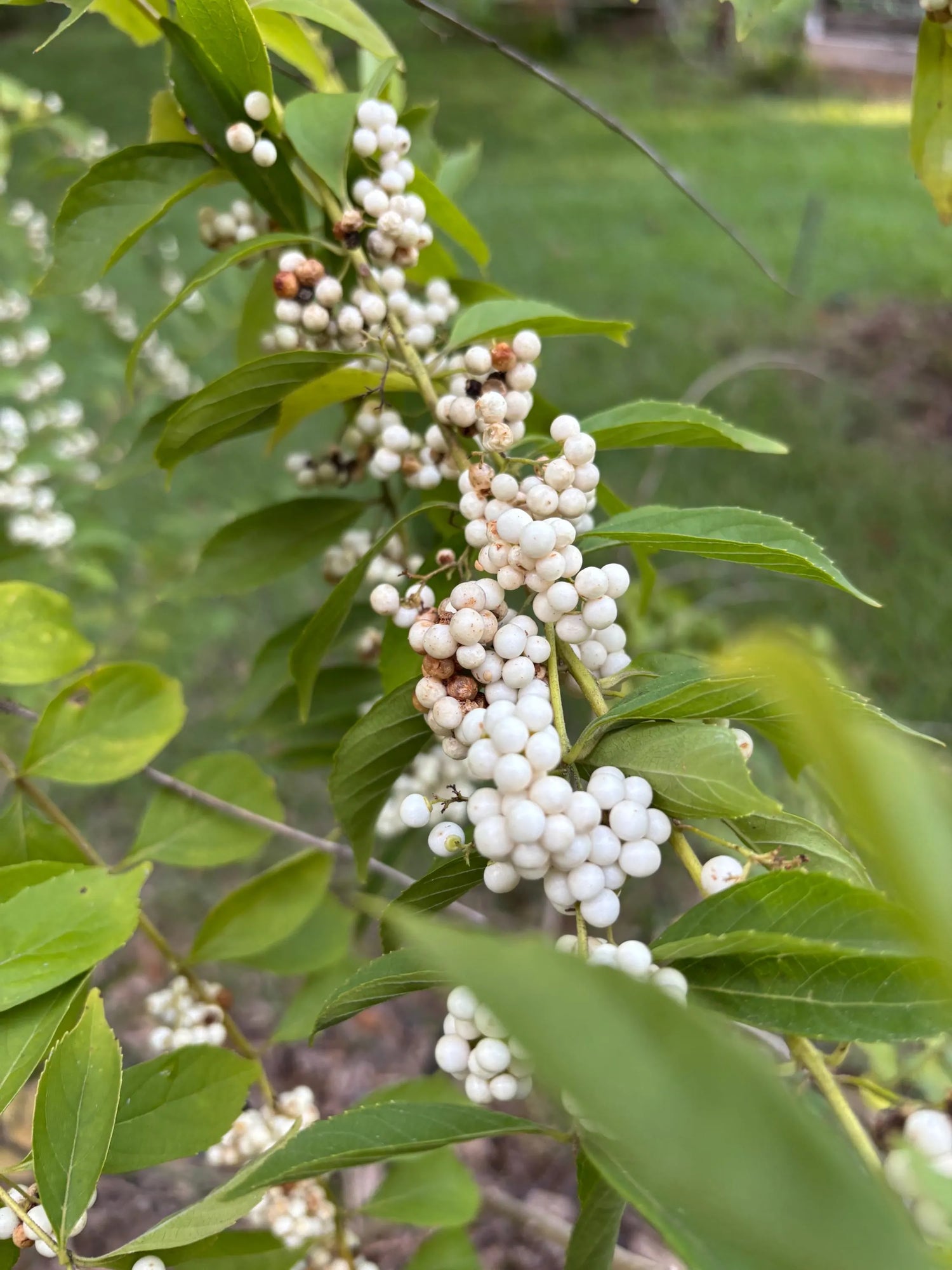 Beautybush Seeds for Planting Kolkwitzia amabilis – Heirloom, Non-GMO, High Germination Organic Garden Seeds