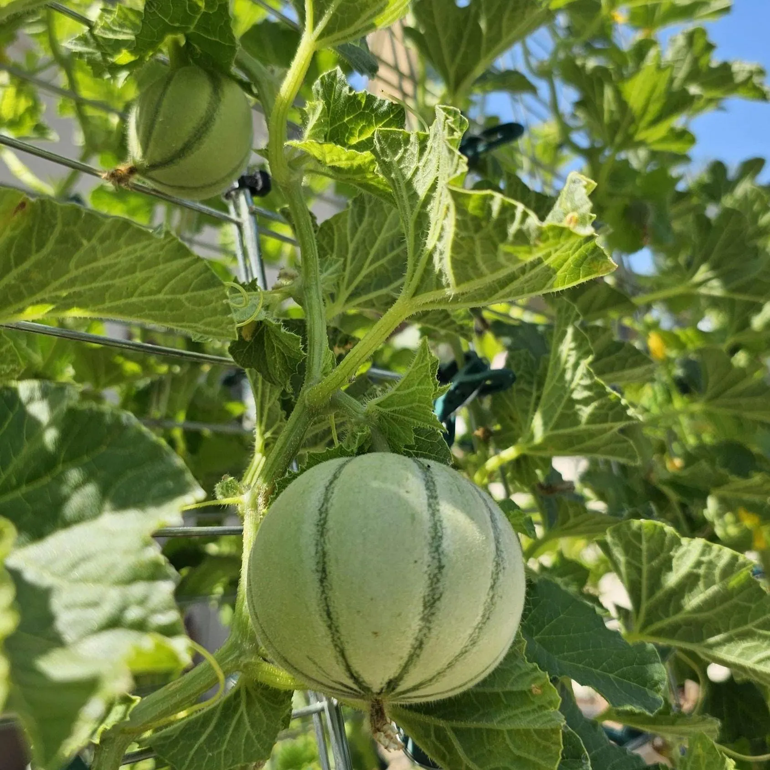 Dicotyledons Melon  Seeds for Planting - Growing Unique Melon Varieties,Heirloom & Non-GMO Seeds