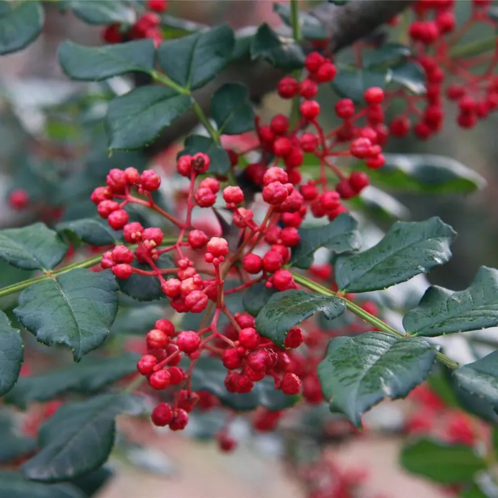 Red Zanthoxylum Vegetable Seeds for Planting - heirloom & Non GMO Seeds
