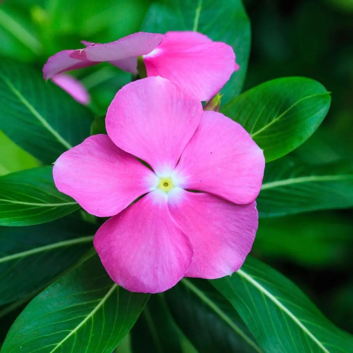 Pink Vinca Rosea Flower Seeds for Planting Non-GMO Heirloom Garden Seeds for Growing