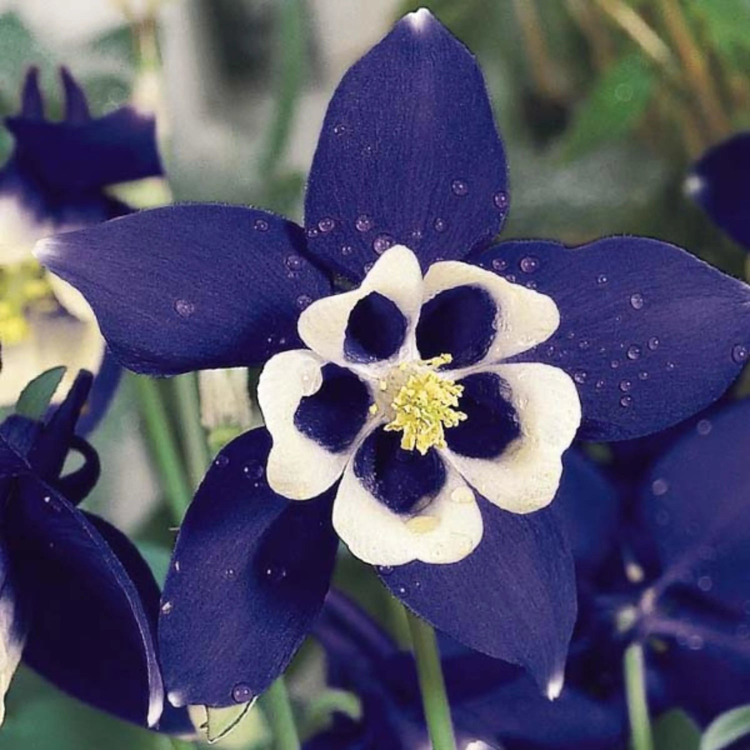 Aquilegia Hybrida Double Pleat Blue and White Blooms – Columbine Seeds