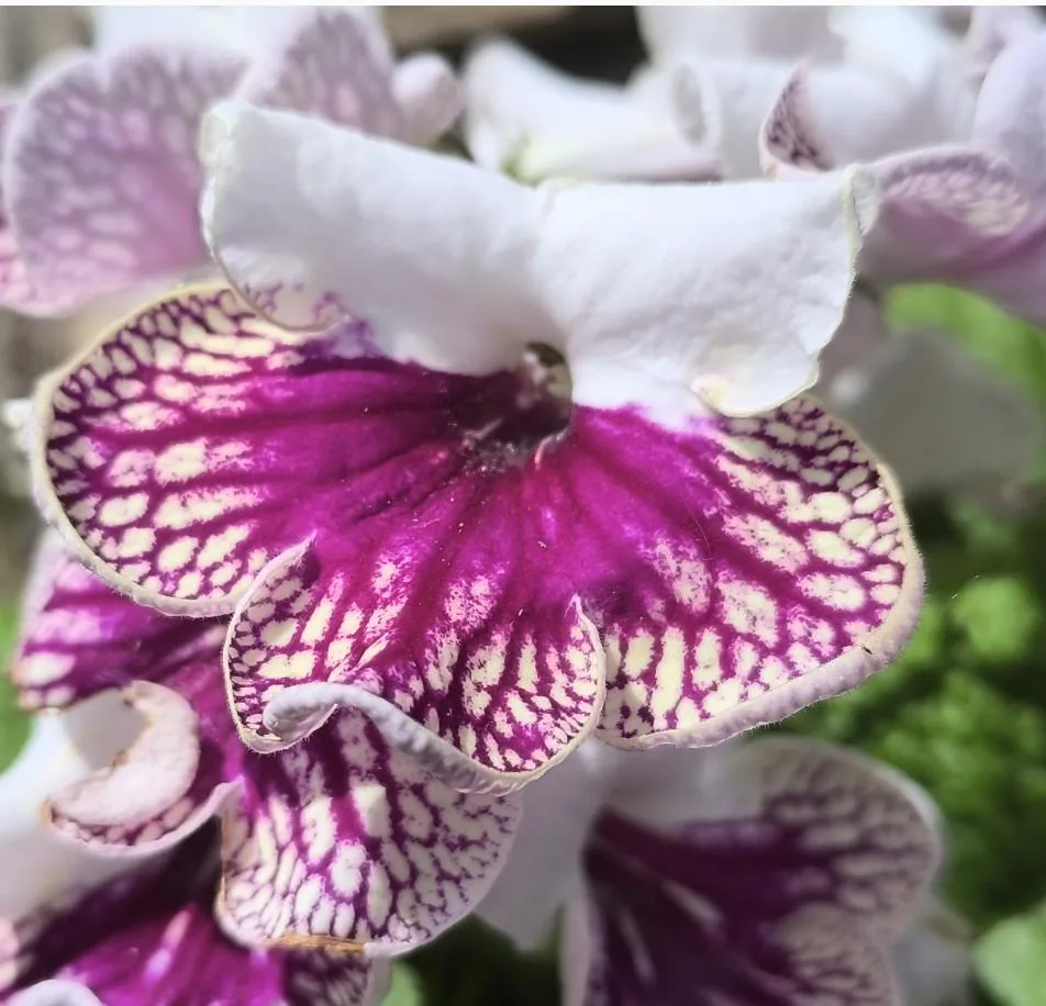 Pink Kohleria Flower Seeds for Planting - 100 pcs